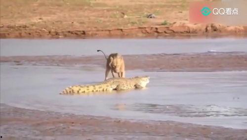 鳄鱼世界视频,探索鳄鱼世界的生存智慧与生态奥秘