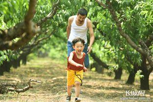 公证人真假遗嘱在线播放,公证人视角下的在线直播探秘