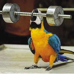 鸟动态视频,鸟儿动态视频中的自然奇观