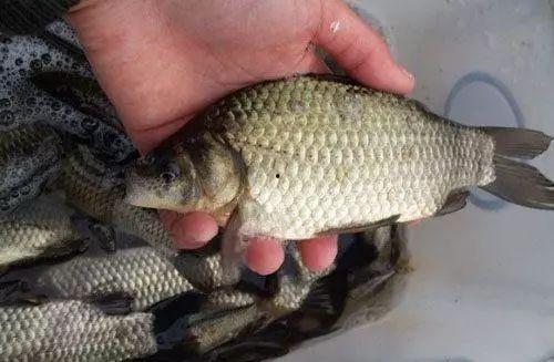 秋 鱼日本演员,日本影视界的璀璨星辰