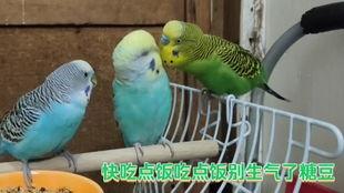 虎皮鹦鹉 视频,色彩斑斓的空中舞者