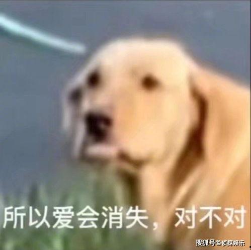 亲老公的表情包,甜蜜瞬间，笑出腹肌的欢乐时光