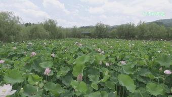 红色羊齿草的故乡视频,一段生态与历史的交融之旅