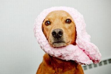 狗明星,忠诚与智慧的完美结合